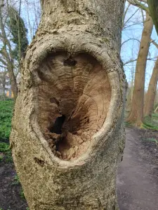 Annelies 04 Boom met een muil